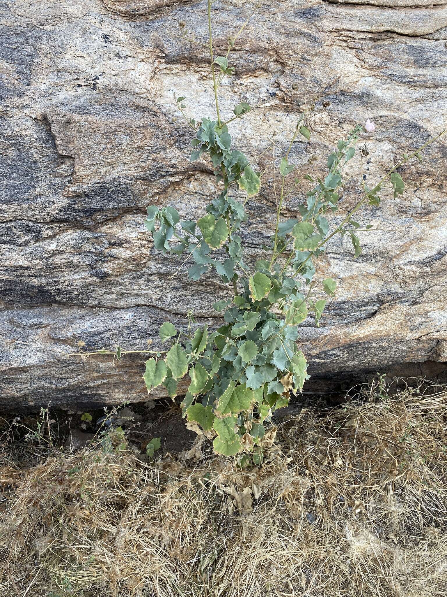 Image of Abutilon pycnodon Hochr.