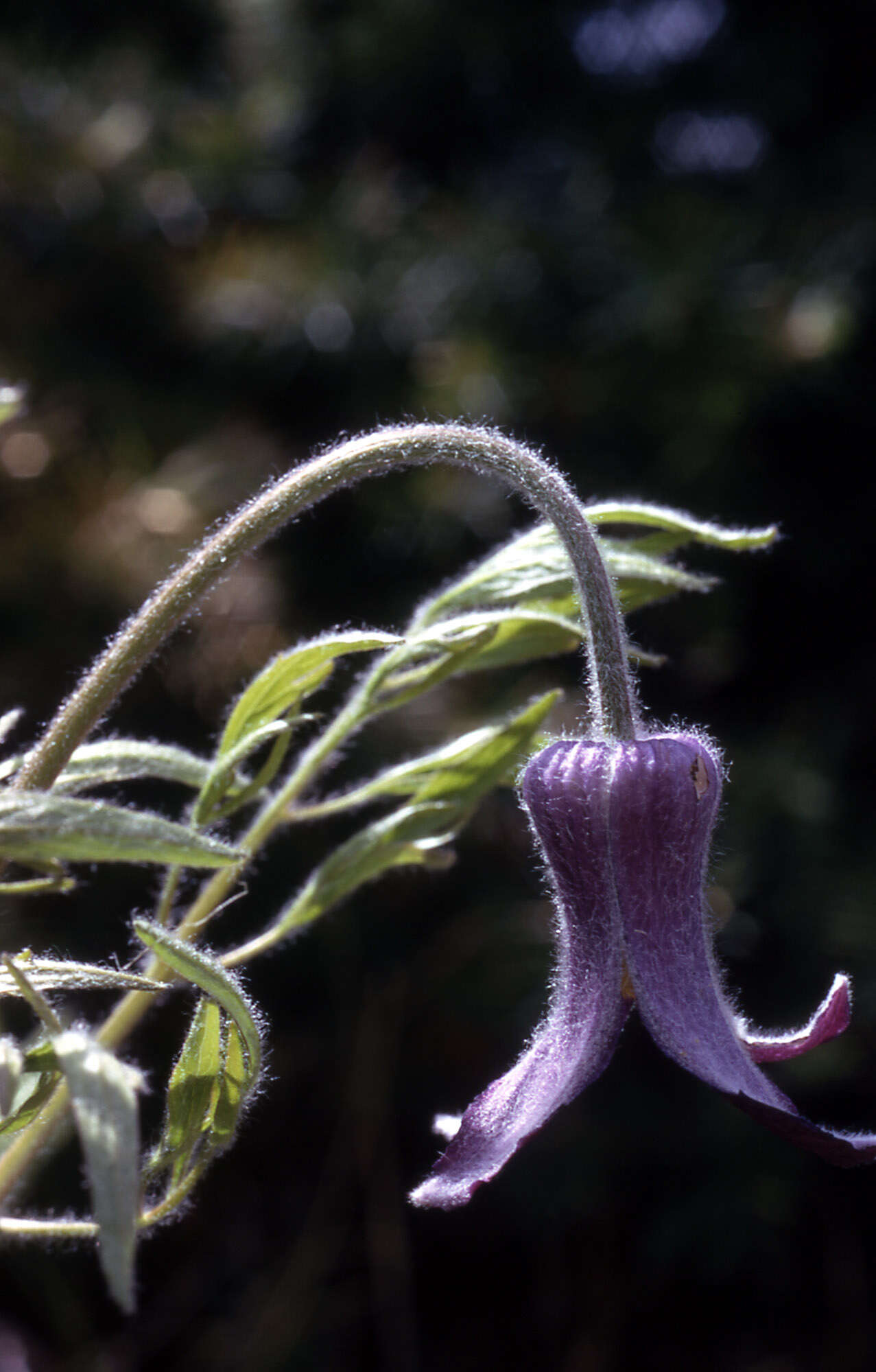 Image of hairy clematis