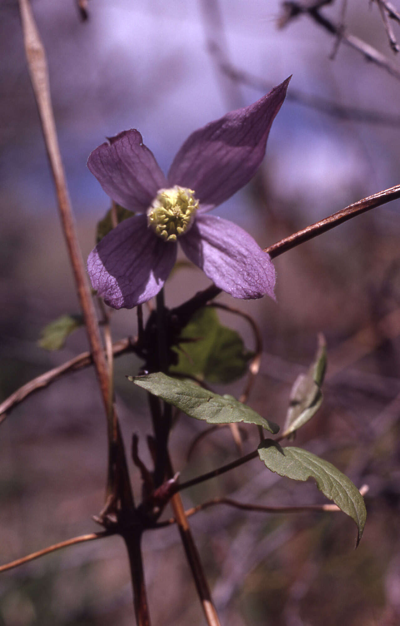 Image of western blue virginsbower