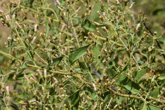 Image de Brickellia floribunda A. Gray