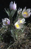 Image of Eastern Pasque Flower