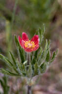 Image of Pacific anemone