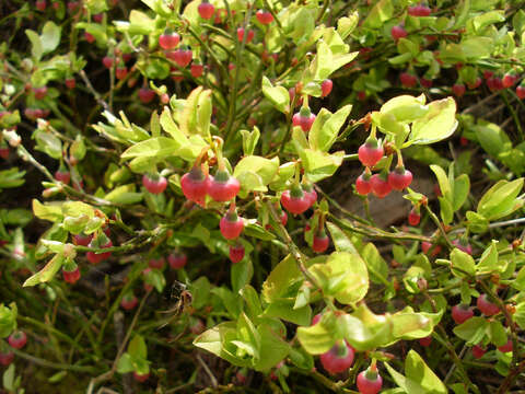 Image of bilberry