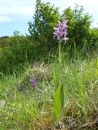 Image of Military orchid