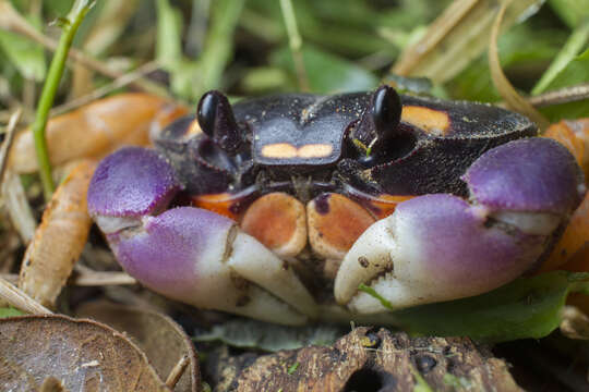 Image of Mexican Land Crab