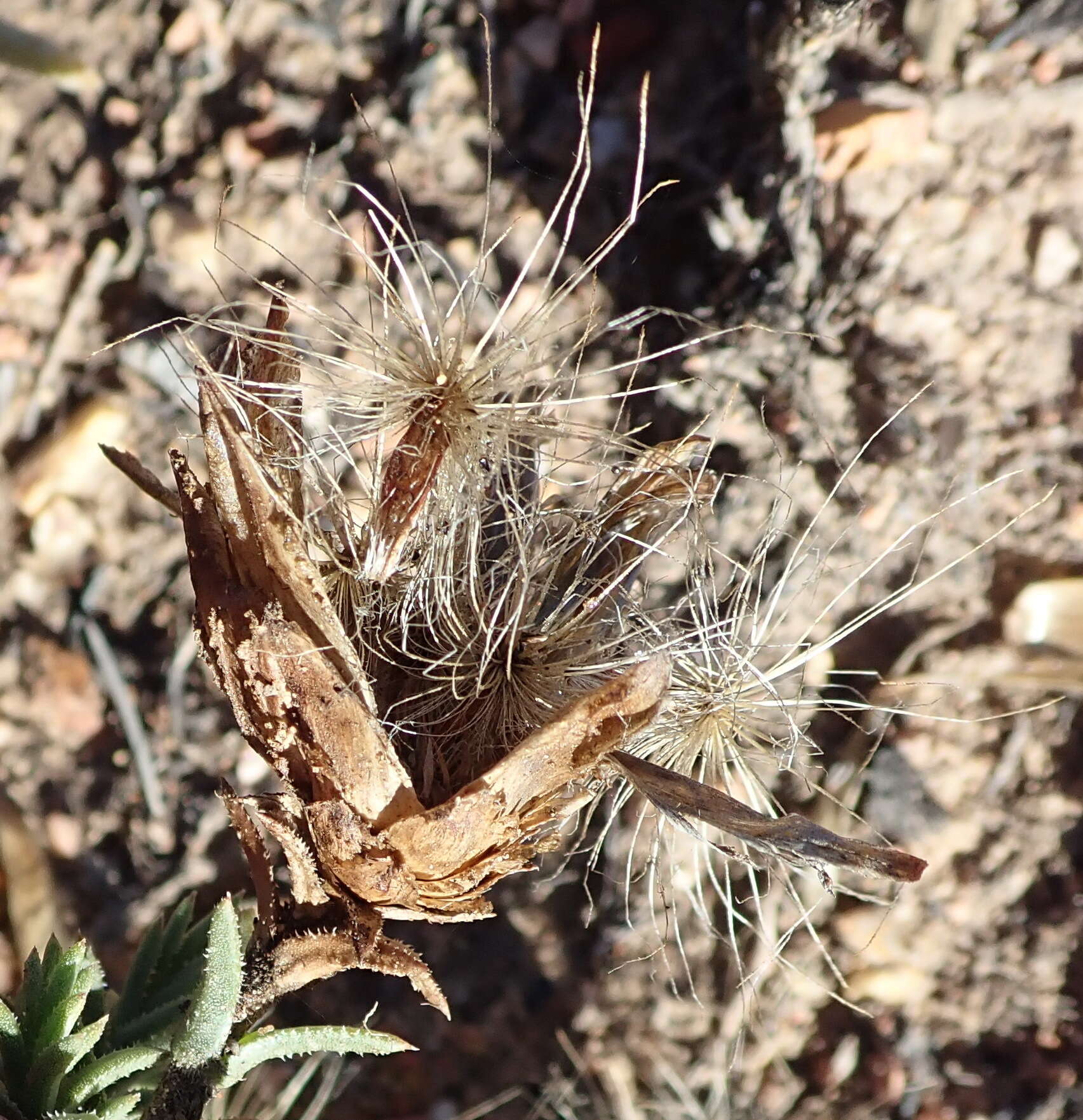 Image of Pteronia staehelinoides DC.