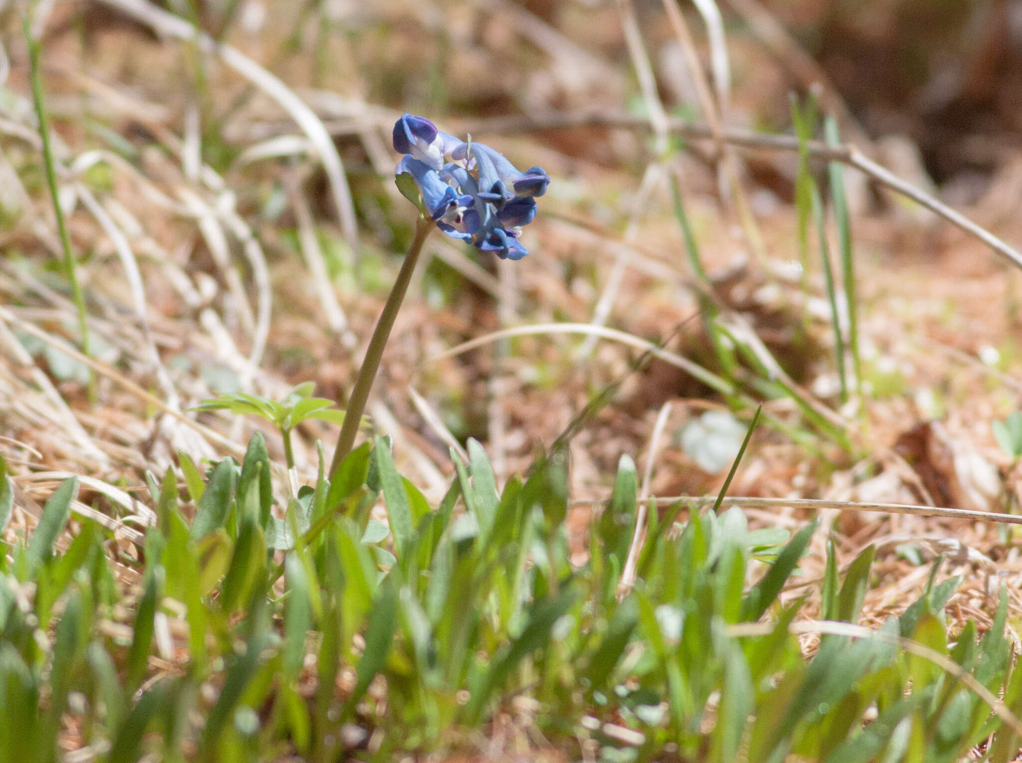 Imagem de Corydalis pauciflora (Willd.) Pers.