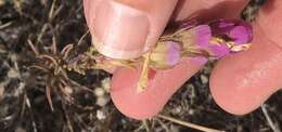 Image of thinleaved owl's-clover