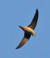 Image of Vaux's Swift