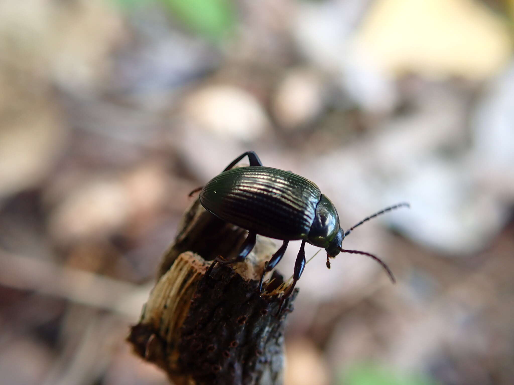 Image of Darkling beetle