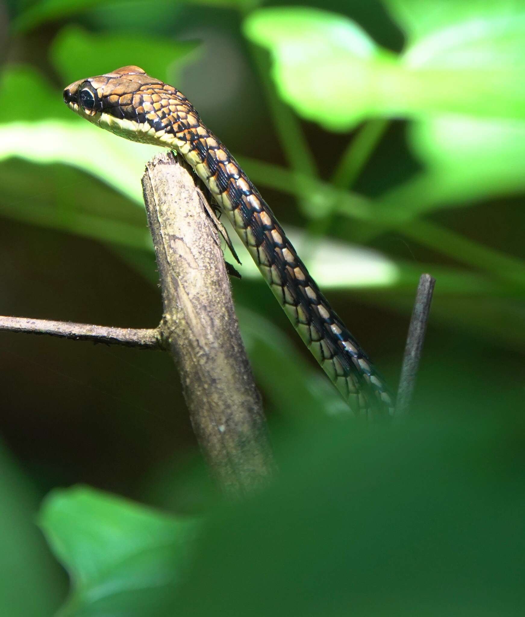 صورة Dendrelaphis kopsteini Vogel & Van Rooijen 2007