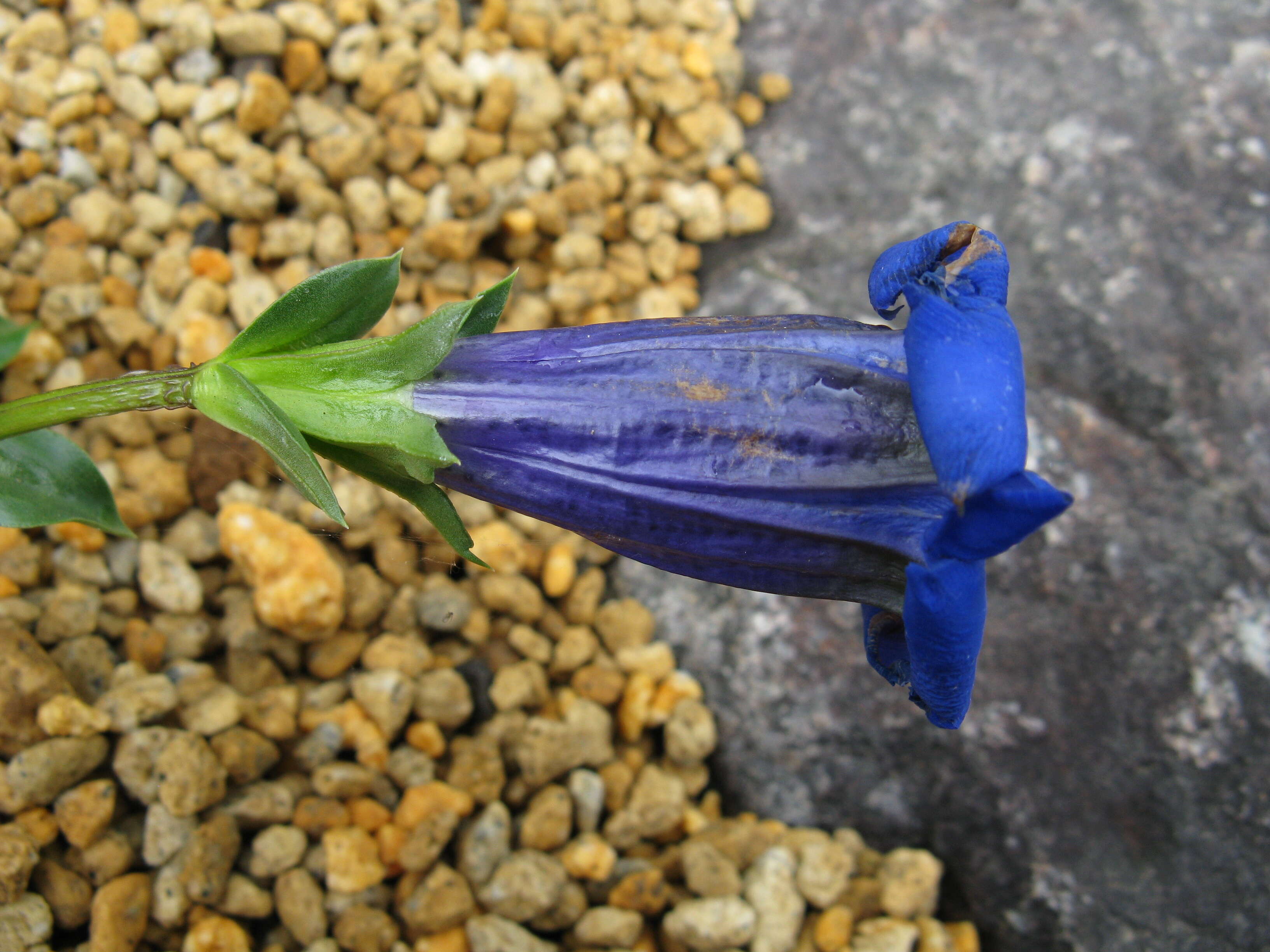 Image of Stemless Gentian