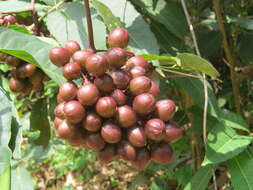 Image of Ampelocissus latifolia (Roxb.) Planch.