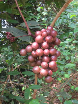 Image of Ampelocissus latifolia (Roxb.) Planch.