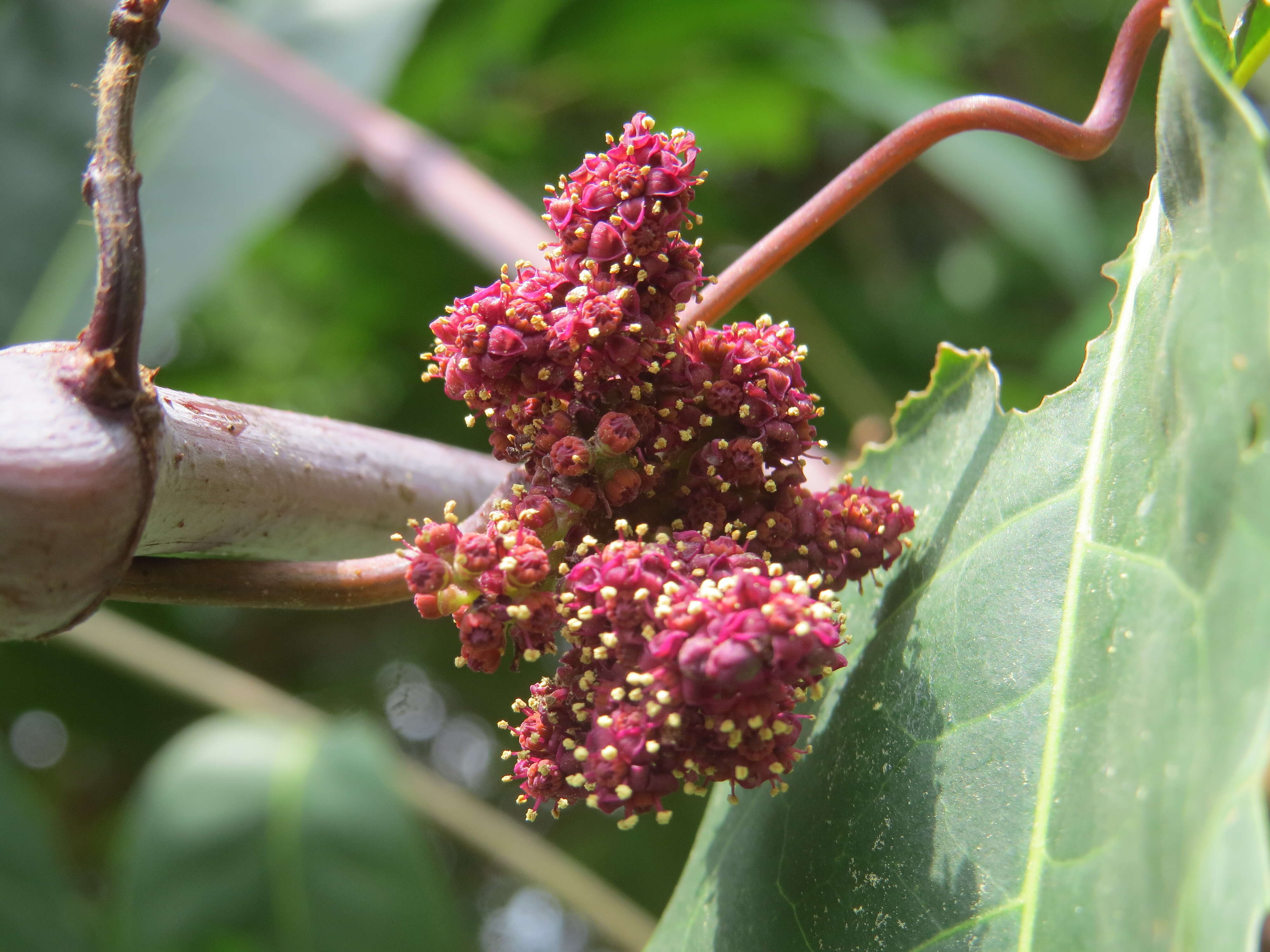 Image of Ampelocissus latifolia (Roxb.) Planch.