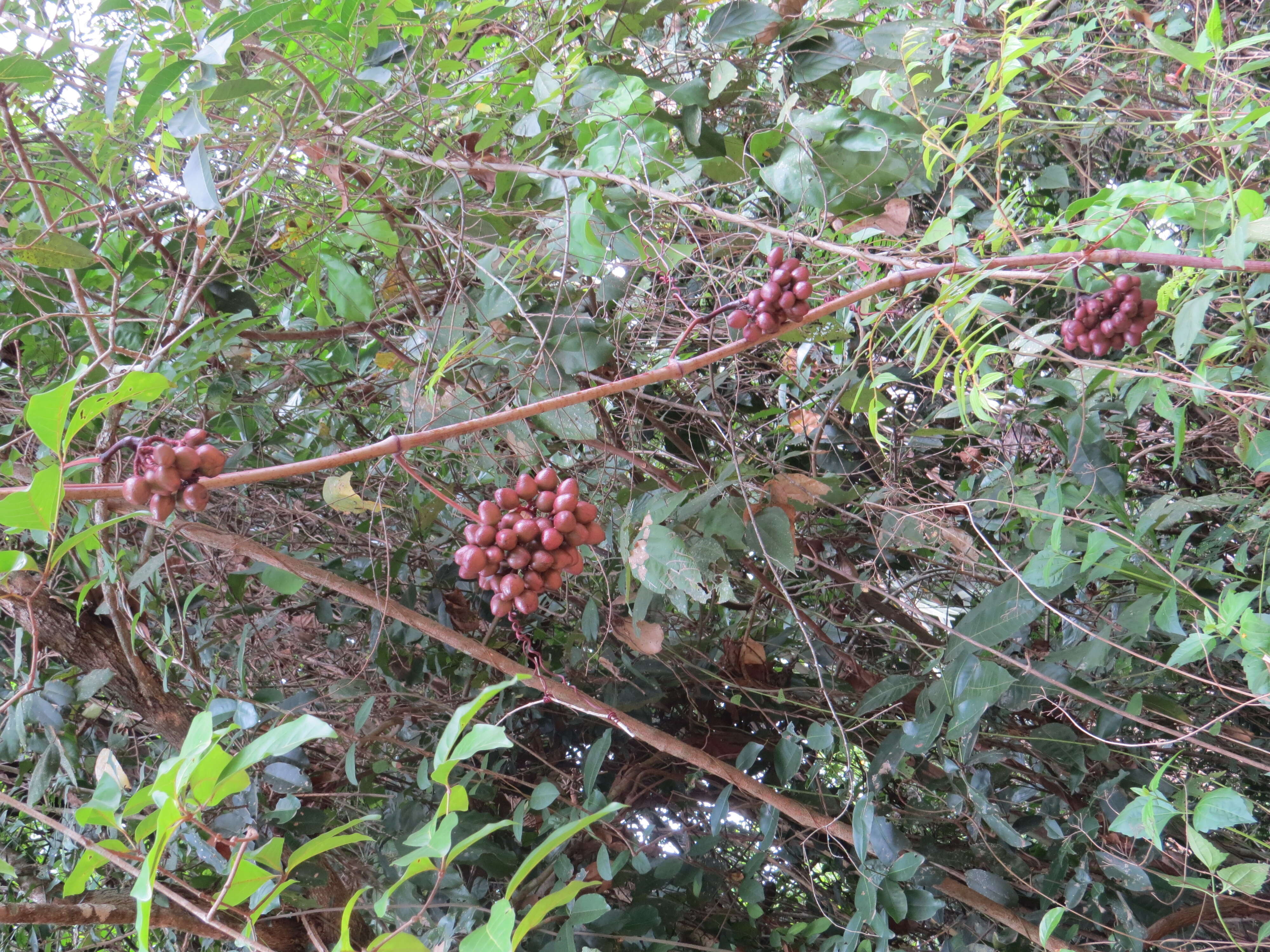 Image of Ampelocissus latifolia (Roxb.) Planch.