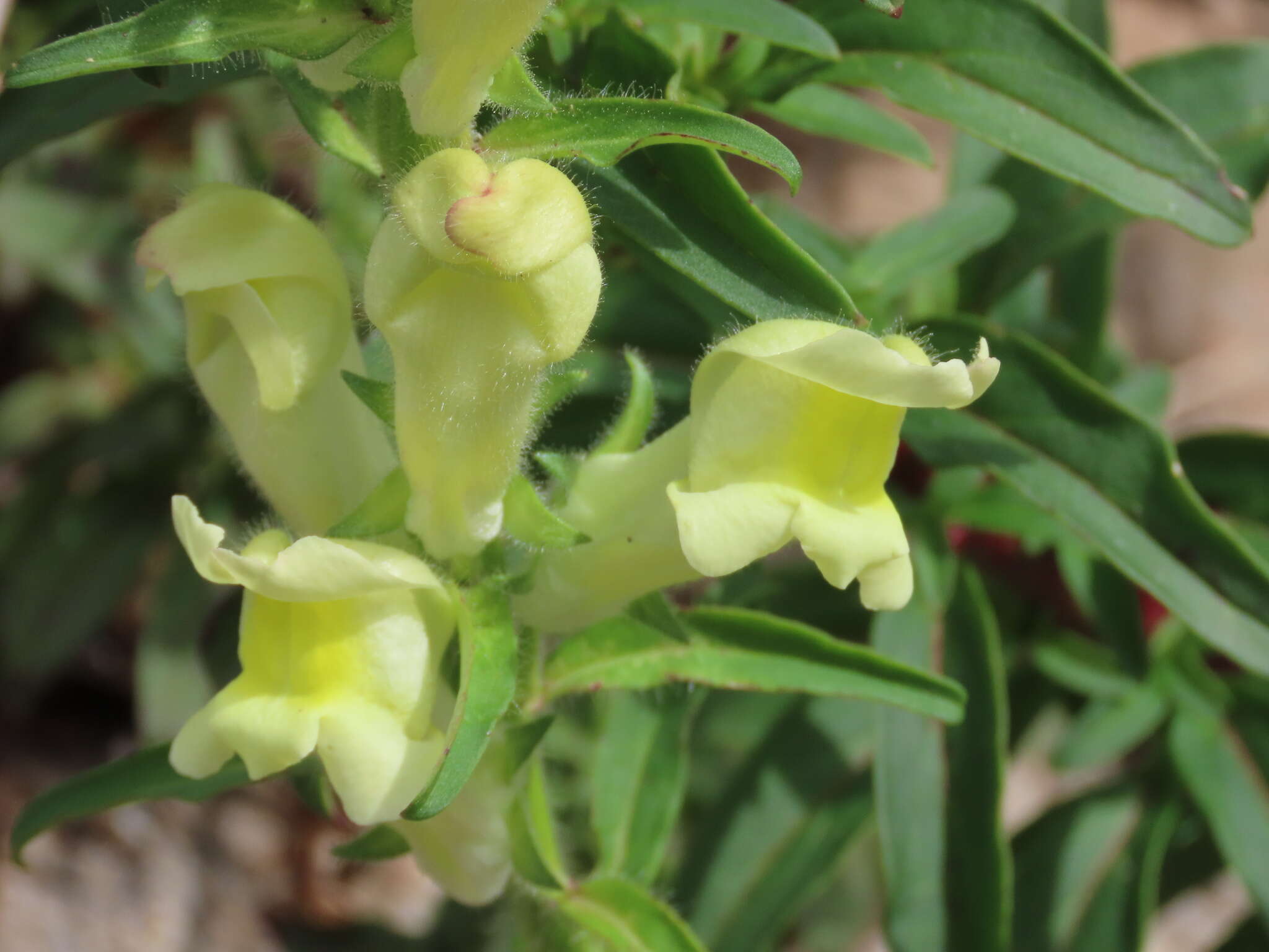 صورة Antirrhinum braun-blanquetii Rothm.