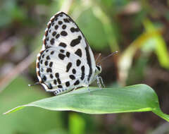 Image of Common Pierrot