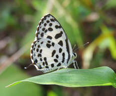 Image of Common Pierrot