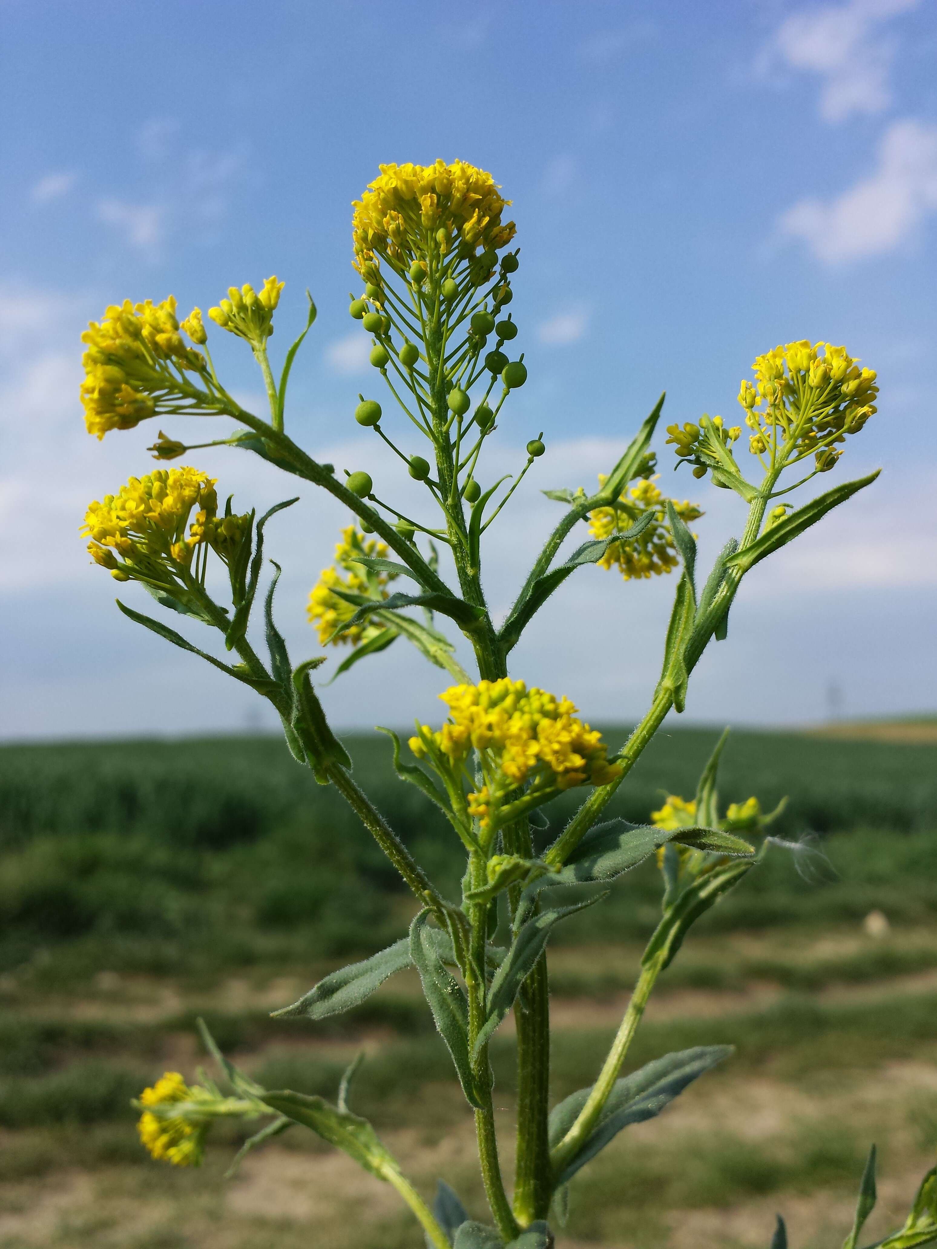 Image of ball mustard