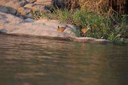 Image of grey-necked wood rail