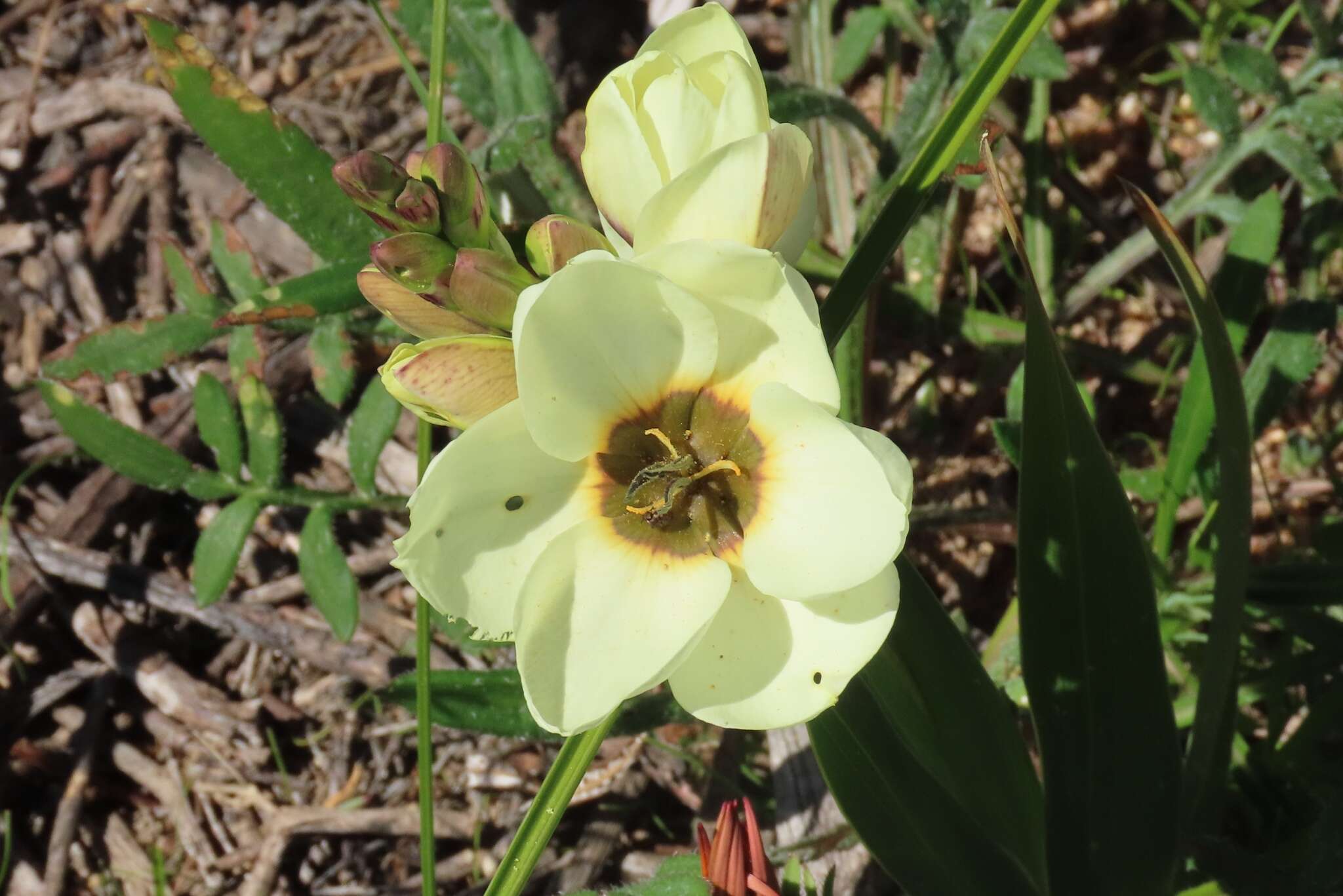 Image of Ixia abbreviata Houtt.