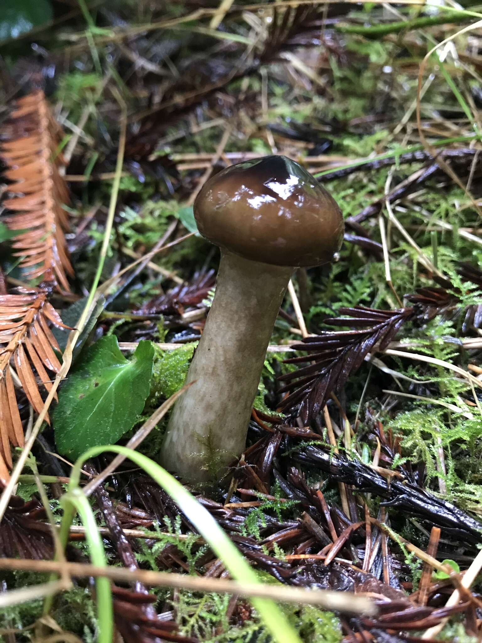 Слика од Hygrophorus olivaceoalbus (Fr.) Fr. 1838