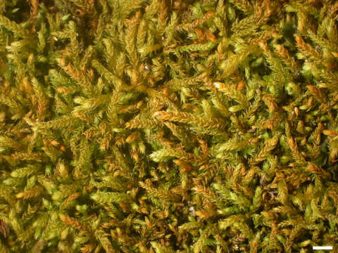 Image of claopodium moss