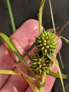 Image of Floating Bur-reed