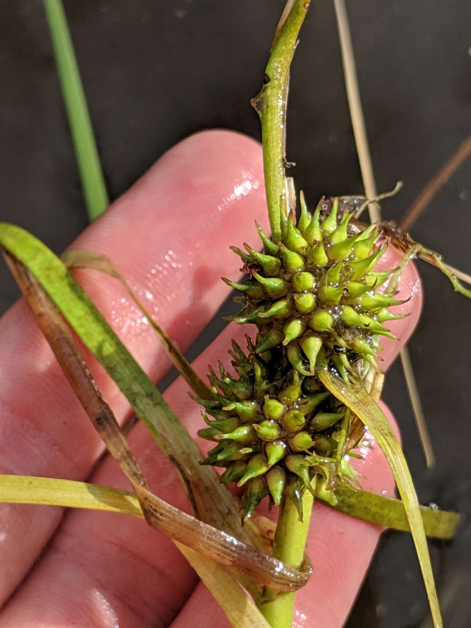 Image of Floating Bur-reed