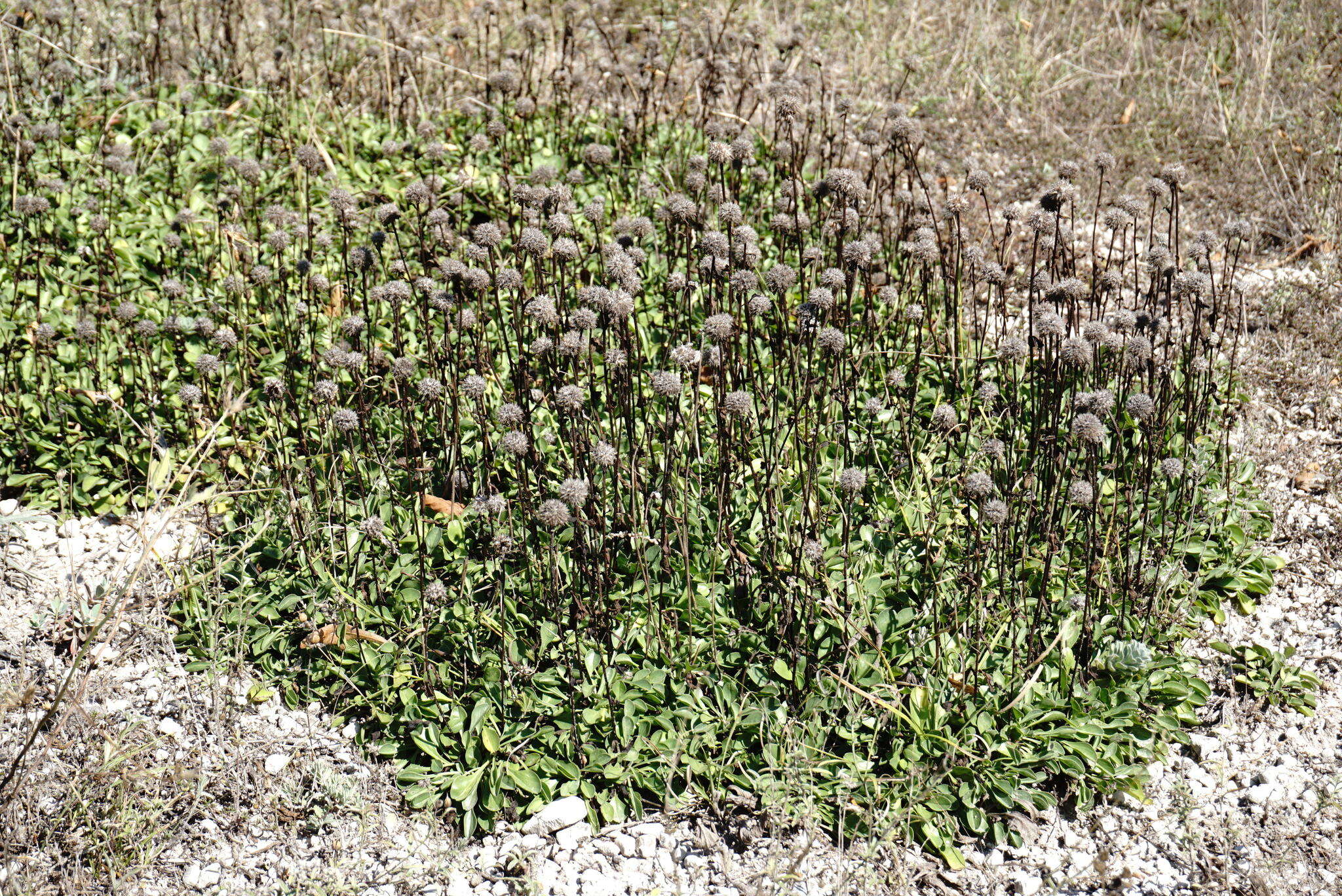 Image of Globularia trichosantha Fischer & C. A. Meyer