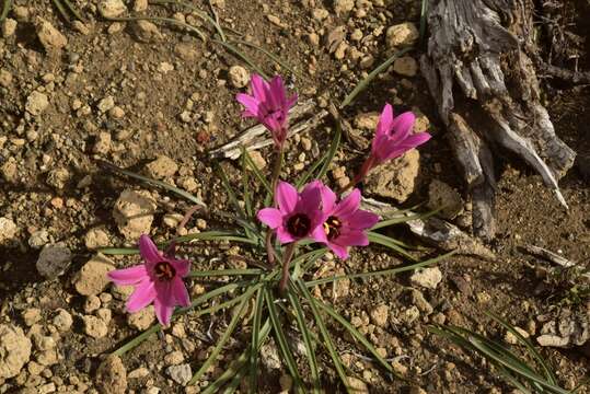 Image of Rhodophiala andicola (Poepp.) Traub