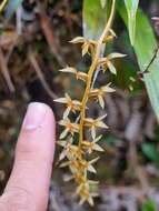 صورة Dendrochilum grandiflorum (Ridl.) J. J. Sm.