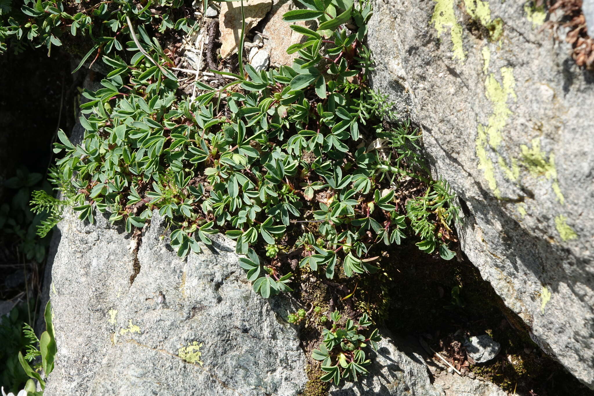Image of Sibbaldia parviflora Willd.