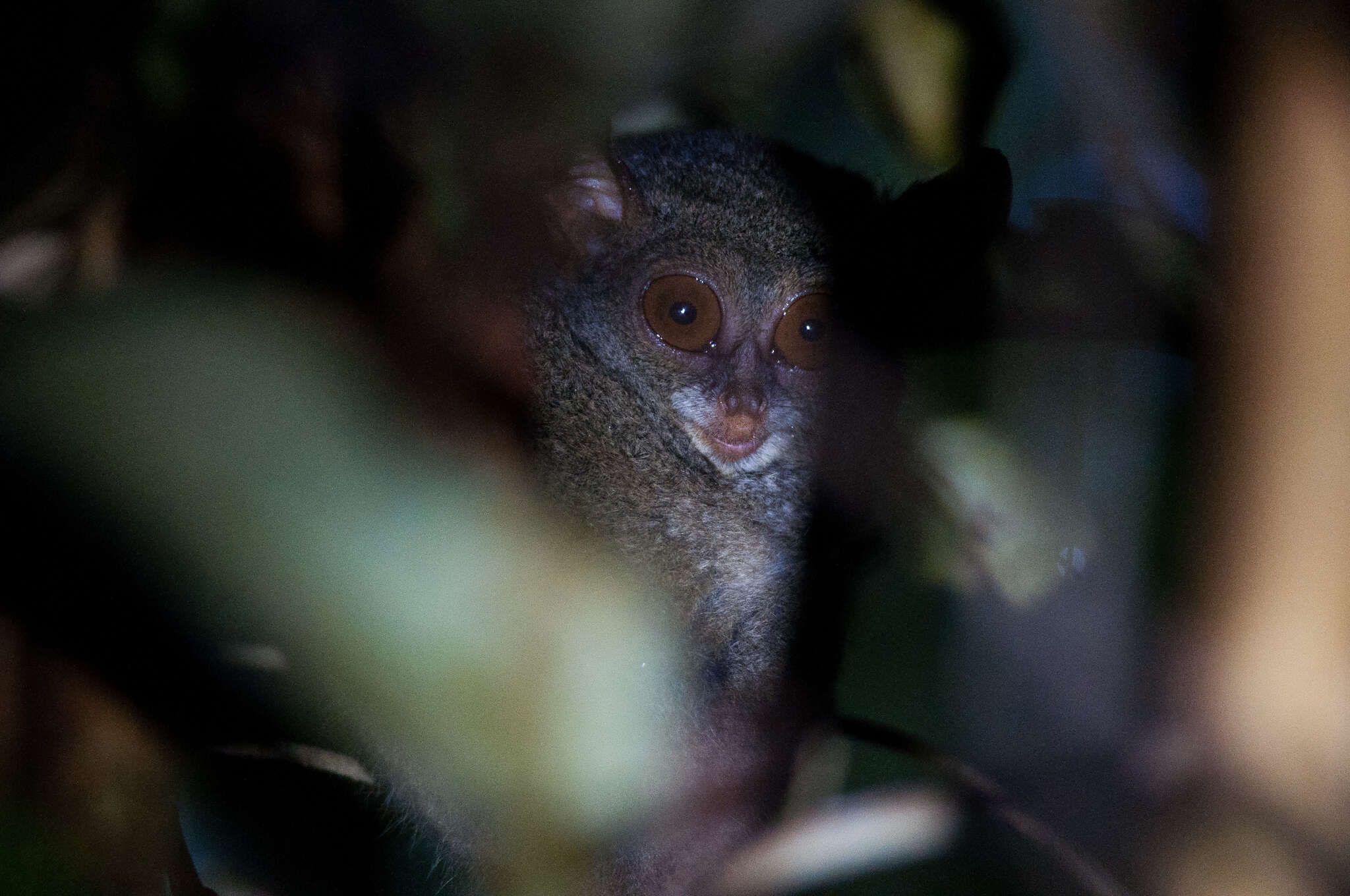Image of Peleng Island tarsier