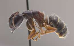 Plancia ëd Camponotus herculeanus (Linnaeus 1758)