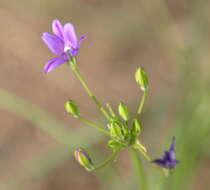 صورة Brodiaea filifolia S. Watson