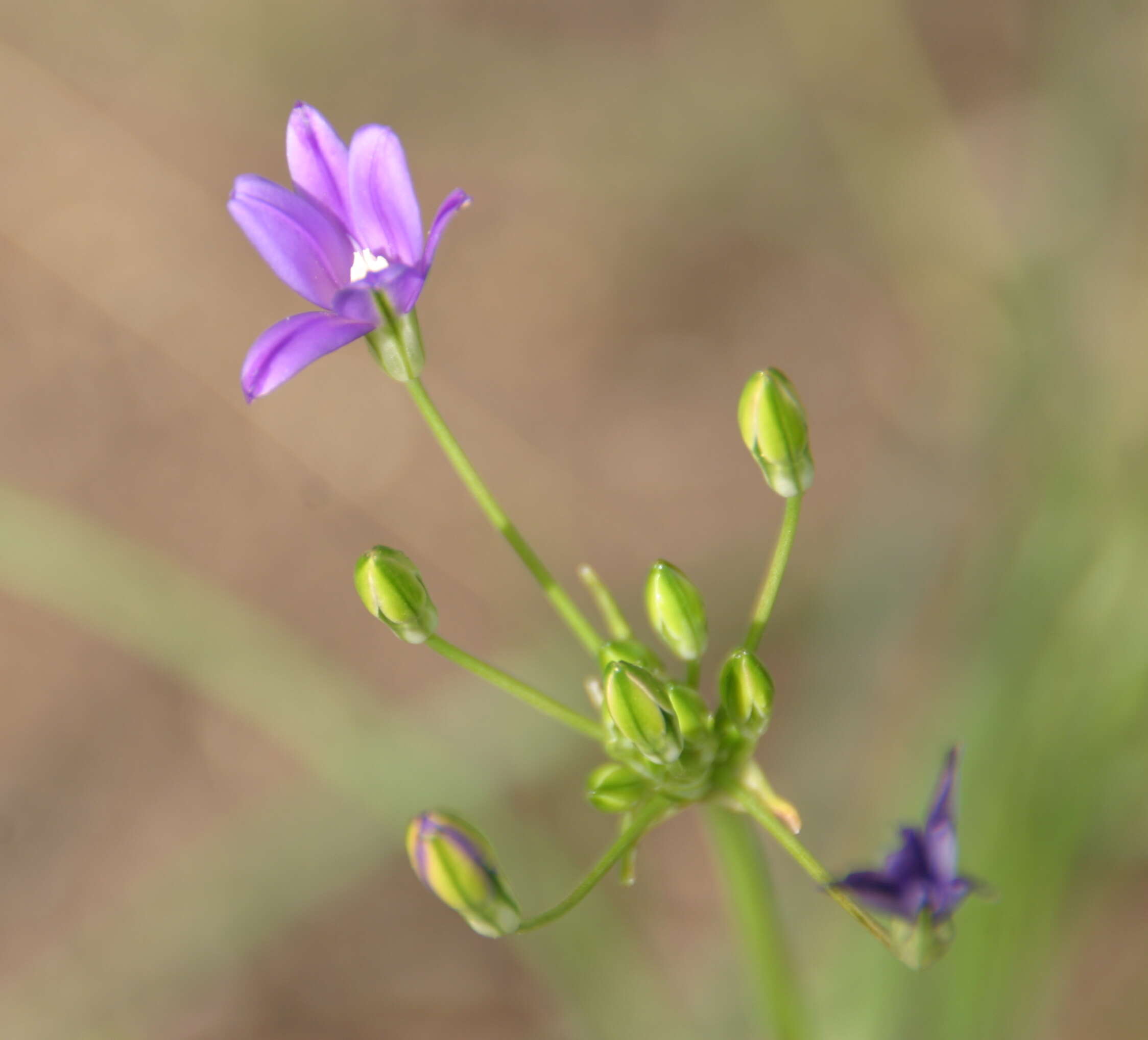 صورة Brodiaea filifolia S. Watson