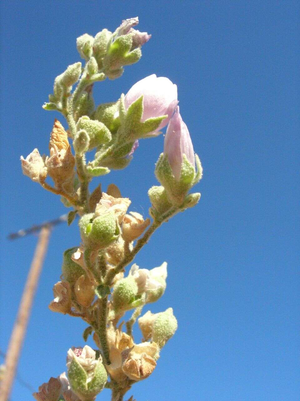 Sivun Malacothamnus davidsonii (B. L. Rob.) Greene kuva