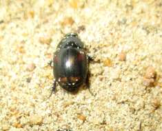 Image of Dung beetle