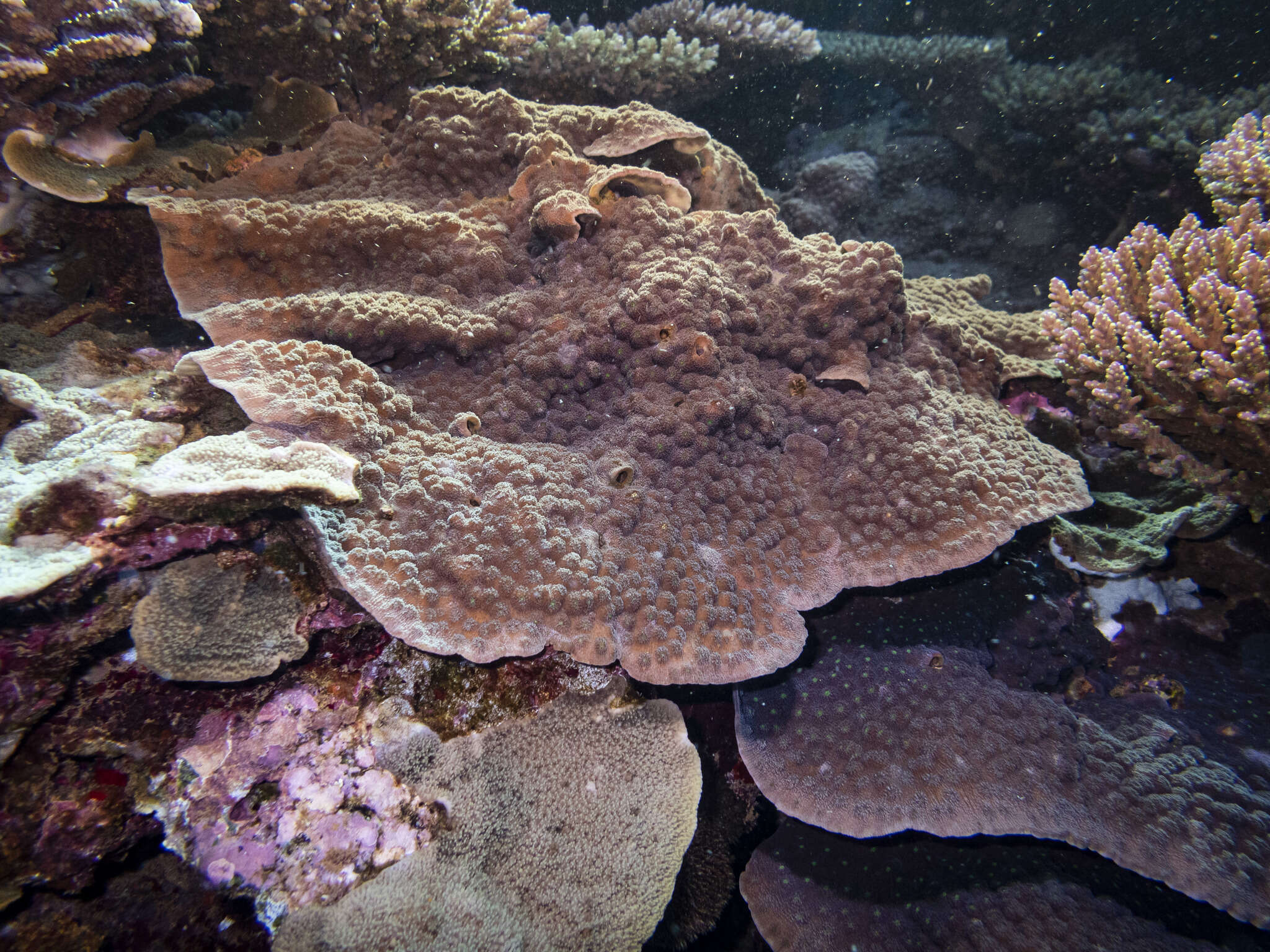 Image of Hedgehog Coral