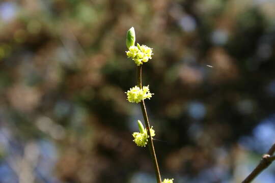 Image of northern spicebush