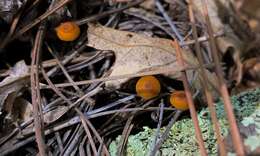 Image of Xeromphalina cirris Redhead 1988