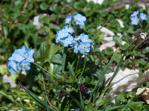 Image of Alpine forget-me-not