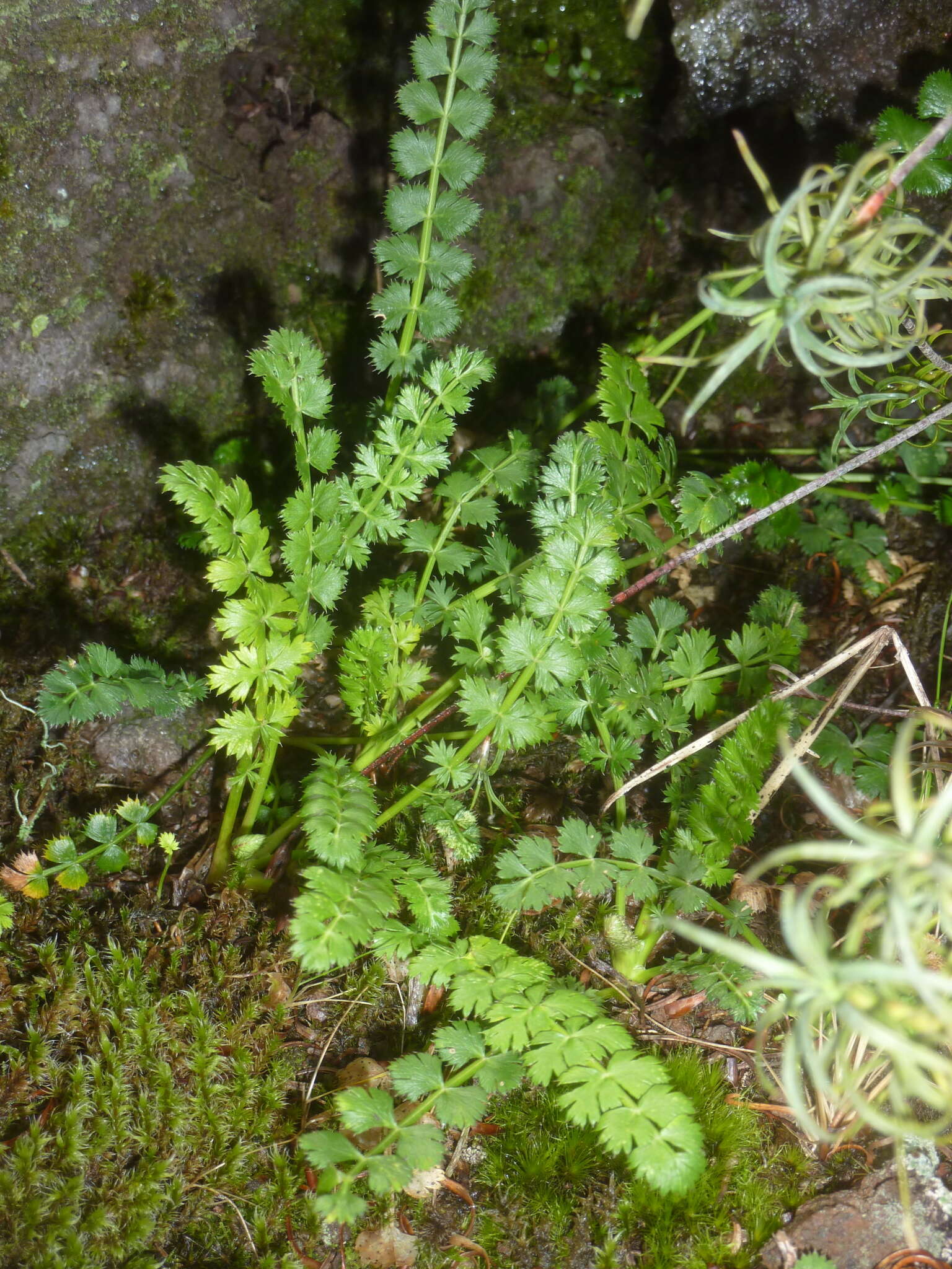 Imagem de Anisotome aromatica Hook. fil.