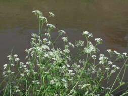 Imagem de Anthriscus sylvestris (L.) Hoffm.