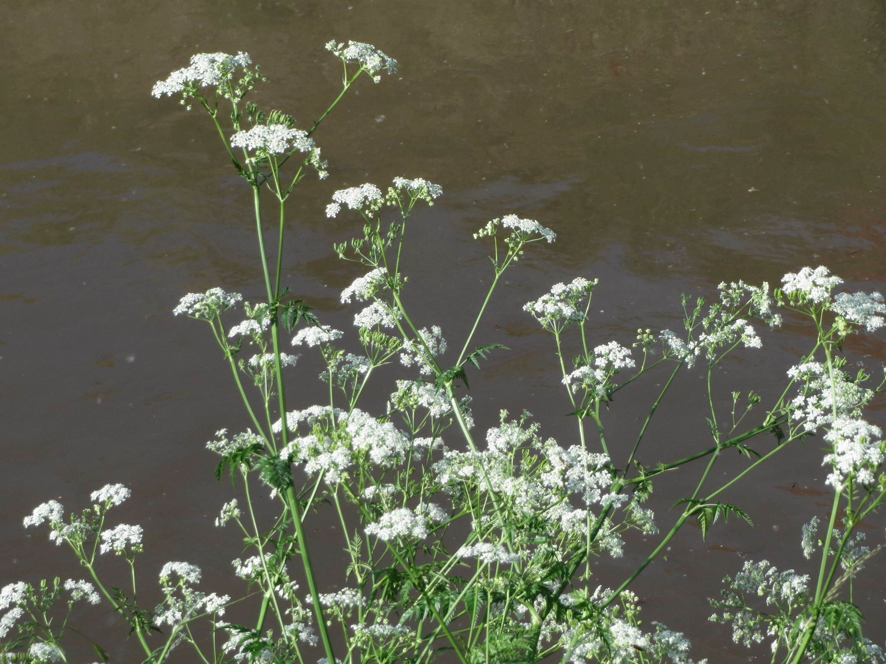 Imagem de Anthriscus sylvestris (L.) Hoffm.