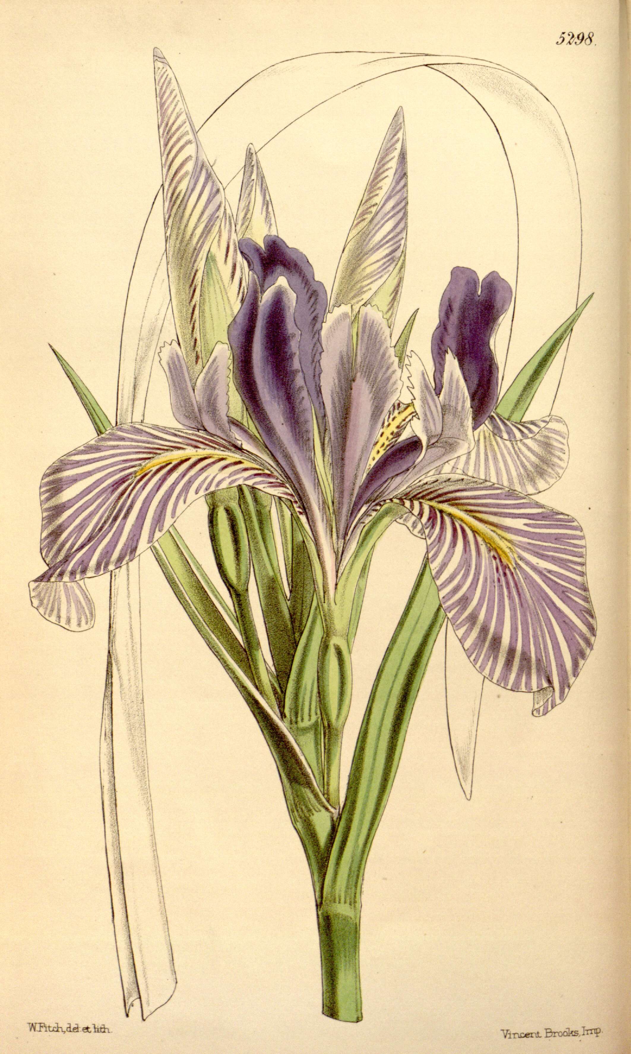 Image of Coast Iris