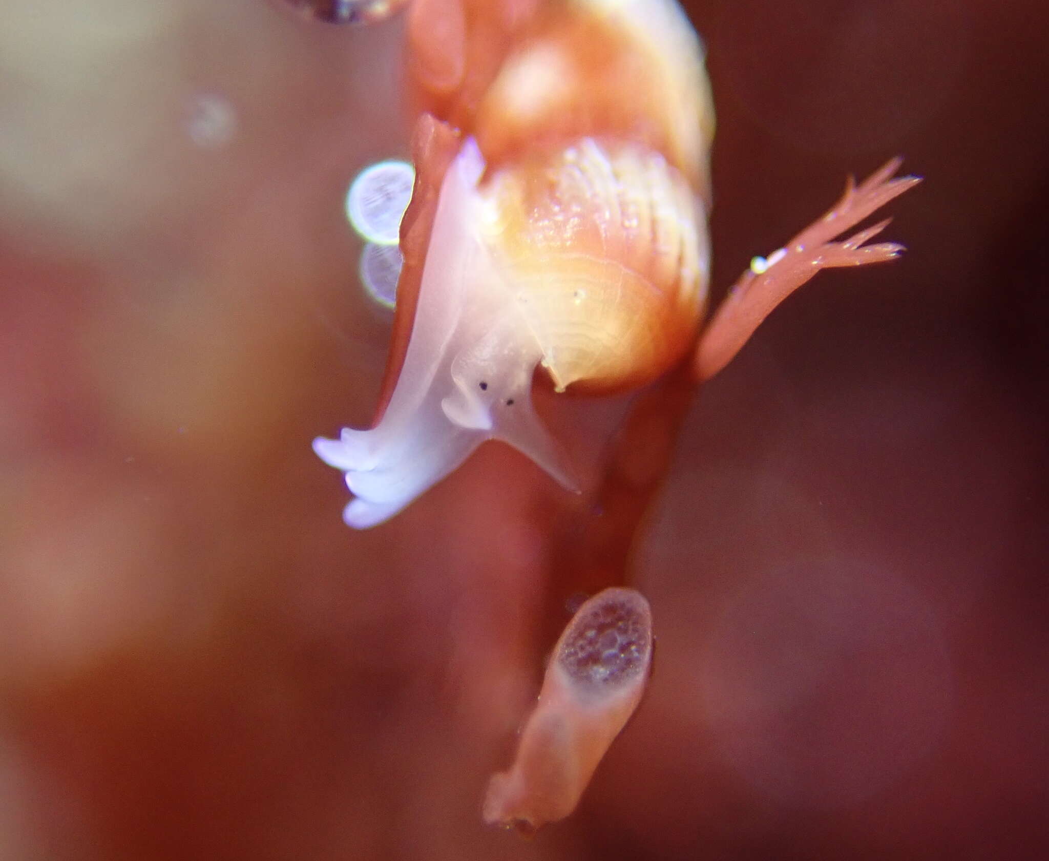 Image of Turbonilla tenuicula (Gould 1853)