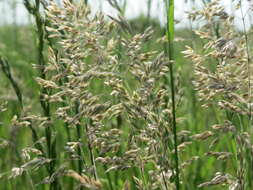 Image of Smooth Meadow-grass